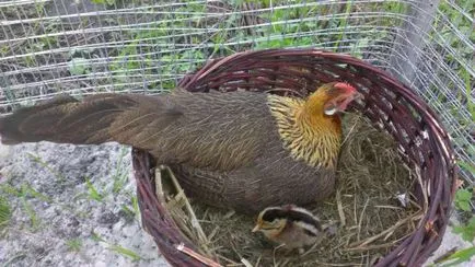tyúkok phoenix