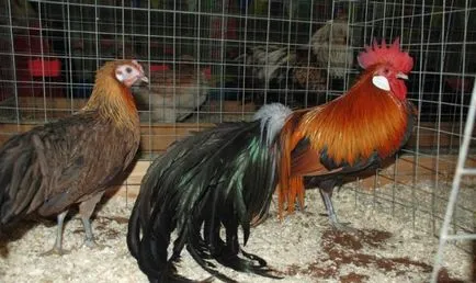 Csirkék szikla phoenix leírás, képek, tartalom