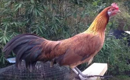 Csirkék szikla phoenix leírás, képek, tartalom