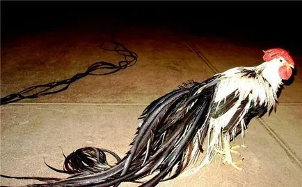 tyúkok phoenix