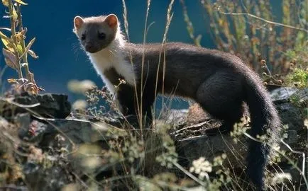 Martens - született állatok menyét család, típusú Martens (nyest) Martens - született állatok menyét család, típusú nyest