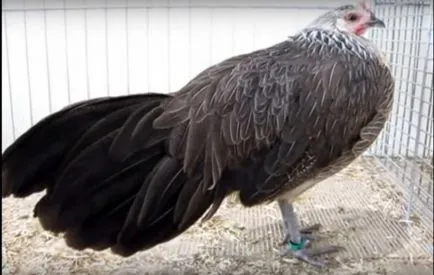 Csirkék szikla phoenix leírás, képek, tartalom