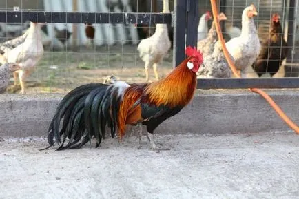 Csirkék szikla phoenix leírás, képek, tartalom