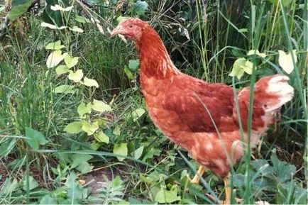 Vásárolja tojótyúkok alacsony áron a baromfitelep (belső forma-tartalom) Vásárolja tojótyúkok alacsony áron a baromfitelep