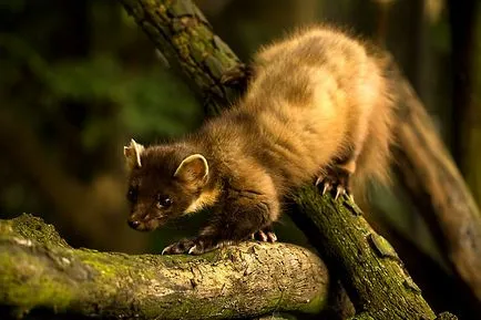 Martens - született állatok menyét család, Martens típusú (faj) Martens - született állatok menyét család, típusú nyest