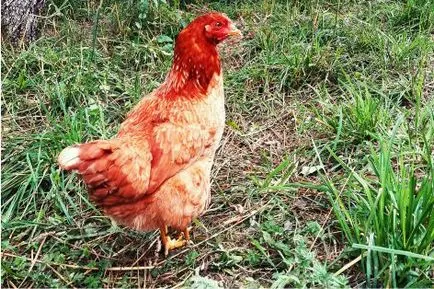 Vásárolja tojótyúkok alacsony áron a baromfitelep (belső forma-tartalom) Vásárolja tojótyúkok alacsony áron a baromfitelep