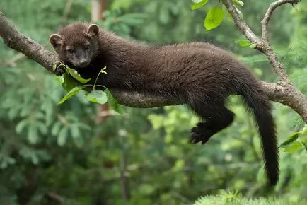Martens - született állatok menyét család, típusú Martens (nyest) Martens - született állatok menyét család, típusú nyest