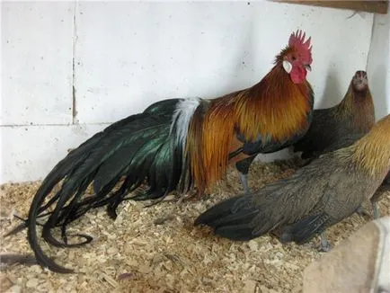 tyúkok phoenix