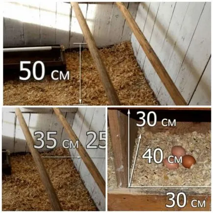 A tyúkól tojótyúkok kezüket, videók, fotók