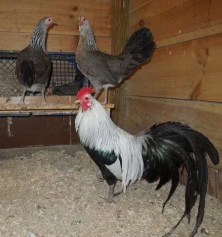 Csirkék szikla phoenix leírás, képek, tartalom