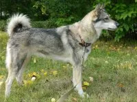 Husky - kutya kép, fajta leírás, karakter (husky kennel) Husky - kutya kép, fajta leírás, karakter