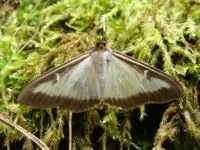Grasshopper zöld életmód, leírás, reprodukció és káros