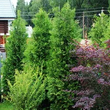 Táj fotó fák és cserjék a kertben, a készítmények fák és bokrok (fák) Kertészet Photo fák és cserjék a kertben, a készítmény a fák és cserjék