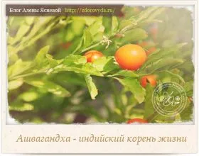Kvasz otthon - lépésről lépésre részletezett receptek (kuvasz) Kvasz otthon - lépésről lépésre részletezett receptek