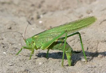 Grasshopper zöld életmód, leírás, reprodukció és káros