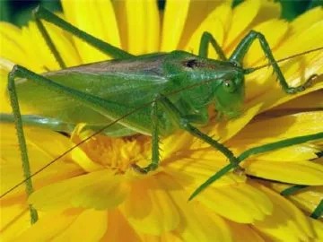 Grasshopper zöld életmód, leírás, reprodukció és káros