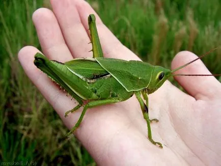 Grasshopper - Zöld szöcske