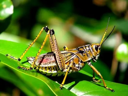 Grasshopper - Zöld szöcske