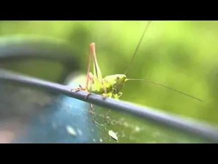 Grasshopper - Zöld szöcske