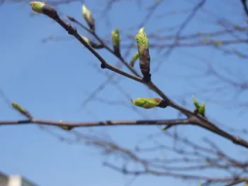 A kezelés neurózis népi jogorvoslati (neurózis) neurózis kezelése népi jogorvoslat