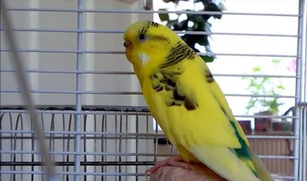 Molt a törpepapagájok amikor vedlik budgies (Fotók)