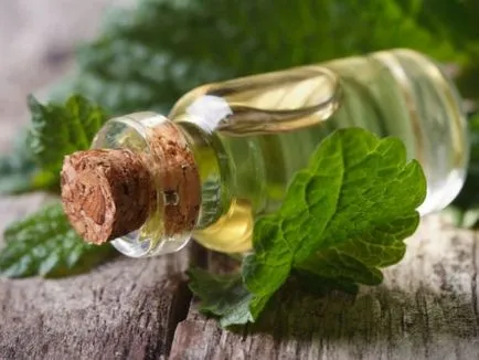 Citrom menta terápiás, hasznos tulajdonságok és ellenjavallatok, citromfű női, mező, kert