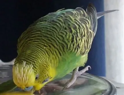 Molt a törpepapagájok amikor vedlik budgies (Fotók)