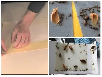 Csapdák csótányok a kezüket, hogy a legjobb csali