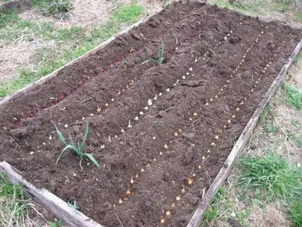 Hagyma nőtt Seva karalábé, trágyázás, ültetés (Seva) Hagyma nőtt Seva karalábé, trágyázás, ültetés