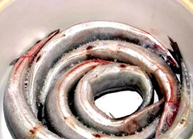 zsíros