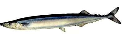 hering