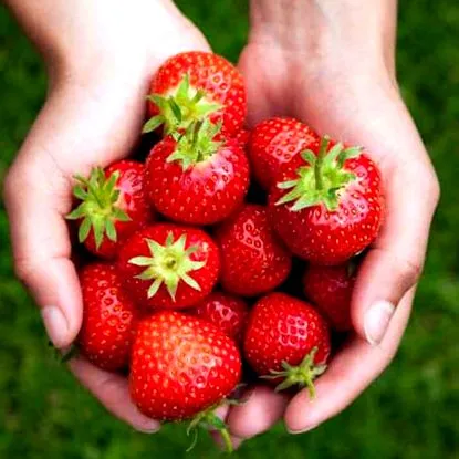 antioxidánsban tiszta