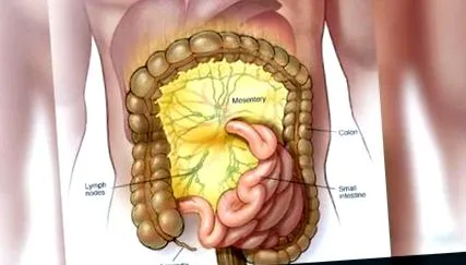 emberi