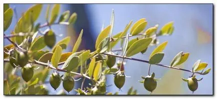 A jojoba olaj használatára az arc és a haj, a titkok a fiatalság és a szépség (jojoba) A jojoba olaj használatára az arc és a haj, a titkait ifjúság és a szépség