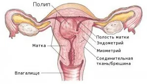 havi alvadt