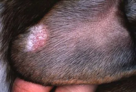 Microsporia - felülvizsgálata gombás betegség a kutyák