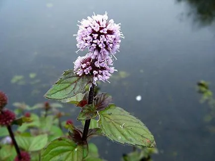 Melissa és menta különbségek és hasznos tulajdonságokkal (citromfű és menta különbségek menta és a citromfű különbségek fényképet borsmenta és a citromfű különbségek) Melissa és menta különbségek és hasznos tulajdonságokkal