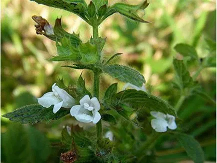 Melissa és menta különbségek és hasznos tulajdonságokkal (menta) Melissa és menta különbségek és hasznos tulajdonságokkal
