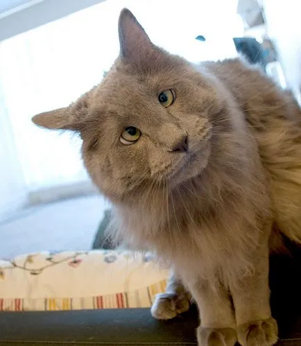 Aranyos macska egy kancsal, akik szeretik, és az ideiglenes tartózkodási