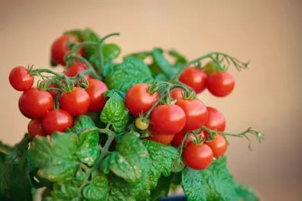 Mini-kert egy lakásban 16 termékeket is termeszthető otthon