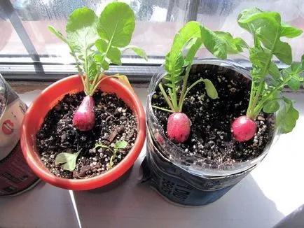 Mini-kert egy lakásban 16 termékeket is termeszthető otthon