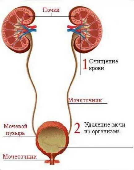 Húgyúti és a vizelés