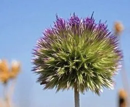 Echinops - tüskés virág a kertben, napos nyári rezidens (tüskés) Echinops - tüskés virág a kertben, nyáron rezidens nap