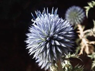 Echinops - tüskés virág a kertben, nyáron rezidens nap (Echinops) Echinops - tüskés virág a kertben, nyáron rezidens nap