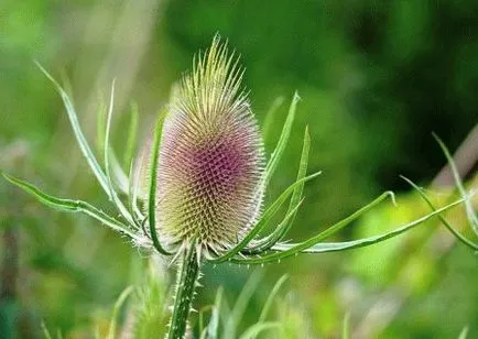 Echinops - tüskés virág a kertben, nyáron rezidens nap (kert) Echinops - tüskés virág a kertben, nyáron rezidens nap