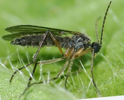 Midge paradicsom fekete-fehér, hogyan kell harcolni a palántákat, mint megszórjuk a legyek, hogyan lehet megszabadulni (fekete) Midge paradicsom fekete-fehér, hogyan kell harcolni a palántákat, mint megszórjuk a legyek, hogyan lehet megszabadulni