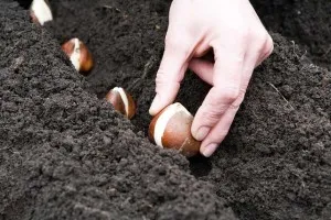 Muscari ültetés és gondozás, fotó muscari virágok, termesztés, szaporítás és tárolás