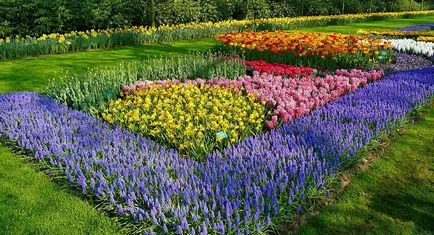 Muscari ültetés és gondozás, fotó muscari virágok, termesztés, szaporítás és tárolás