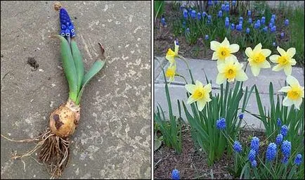 Muscari növekvő és desztillációs (desztilláció) Muscari növekvő és desztilláció