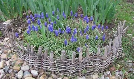 Muscari ültetés és gondozás, fotó muscari virágok, termesztés, szaporítás és tárolás